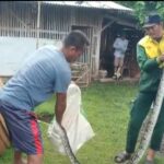 Ular Piton Besar Pemangsa Ternak Diburu Warga